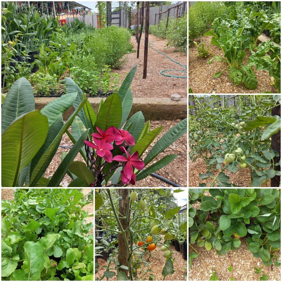 Urban Farm Haus Guesthouse Rundu Kültér fotó