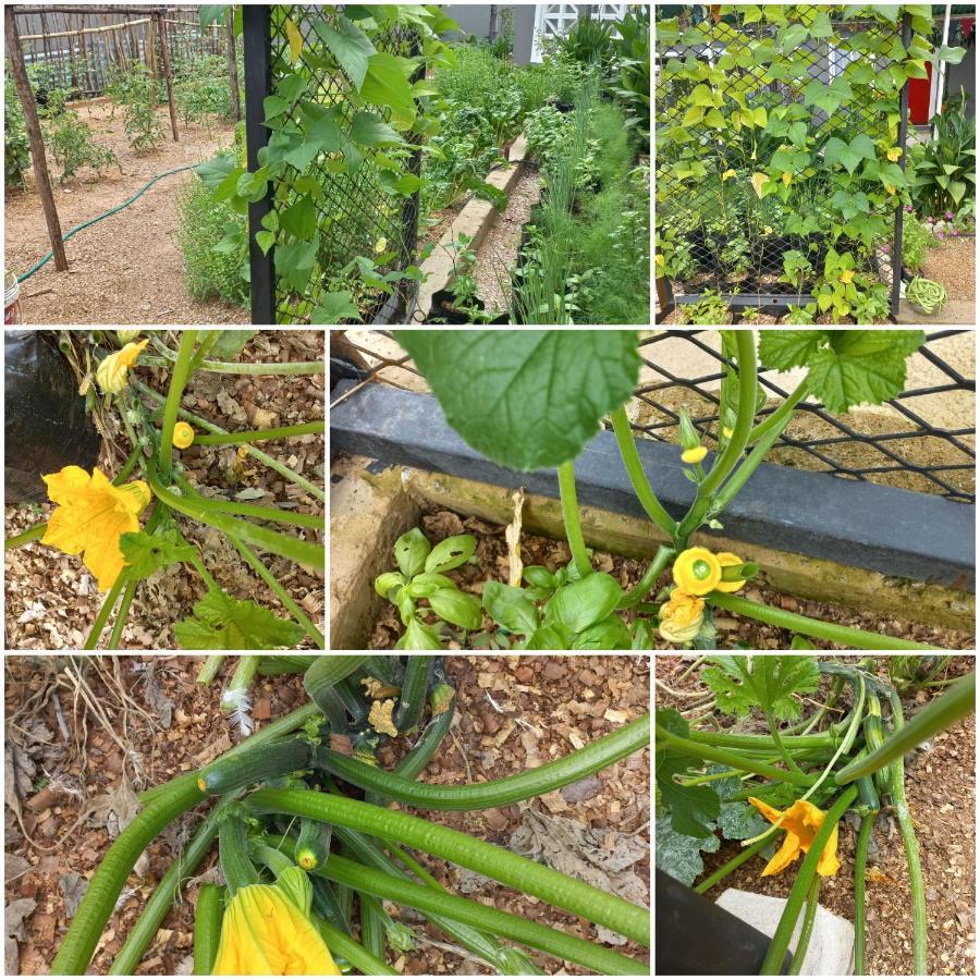 Urban Farm Haus Homestead Rundu Kültér fotó